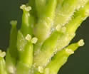 [photo of female catkins]