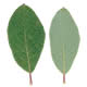 [photo of Bebb's Willow]