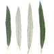 [photo of Sage-leaved Willow]