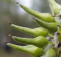[photo of developing fruit]