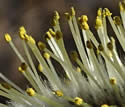 [photo of male catkins]