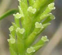 [photo of female catkins]