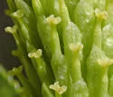 [photo of female catkin]