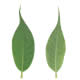 [photo of Shining Willow]
