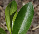 [photo of leaves]
