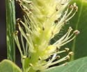 [photo of male catkins]