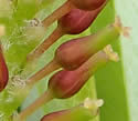 [photo of female catkin]