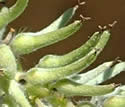 [photo of maturing fruit]