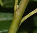 [photo of twigs]