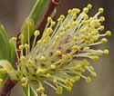 [photo of male catkins]
