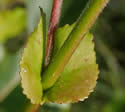 [photo of stipule and twig]