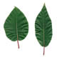 [photo of Balsam Willow]