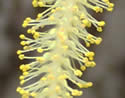 [photo of male catkins]