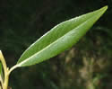 [photo of leaves]