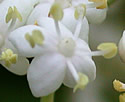 [photo of flowers]
