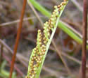 [photo of sporophore]