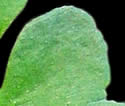 [photo of tropophore]