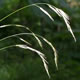 [photo of False Melic Grass]