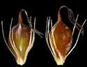 [photo of scales and achenes]