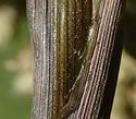 [photo of blackened bracts]