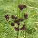 [photo of Pale Bulrush]