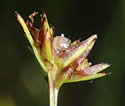 [photo of spikelet clusters]