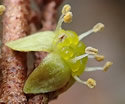 [photo of male flowers]