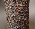 [photo of twig]