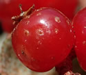 [photo of fruit]