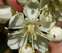 [photo of flowers]