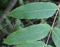 [photo of leaves]
