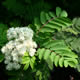 [photo of European Mountain-ash]