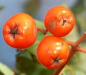 [photo of fruit]