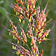 [photo of Indian Grass]
