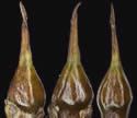 [photo of fruit]