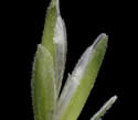 [close-up of spikelet]