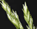 [photo of panicle]