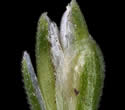 [close-up of spikelet]