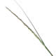 [photo of Rough Dropseed]