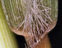 [photo of leaf hairs]