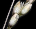 [photo of panicle branchlet]