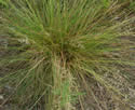 [photo of tufted base]