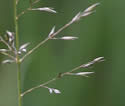 [photo of panicles]