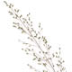 [photo of Prairie Dropseed]