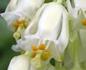 [photo of flowers]