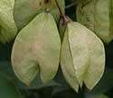 [photo of fruit]