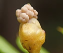 [photo of male strobili]