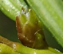 [photo of female strobili]