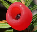 [photo of fruit]