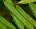 [photo of leaves]